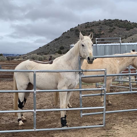 Featured Pet, Natchez. Since starting Formula G, Natchez now pops up easily after rolling, canters for fun, and has regained her hearing.