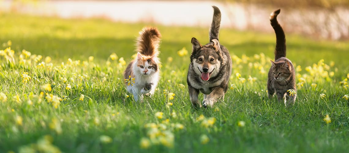 Order Animal Supplements Online