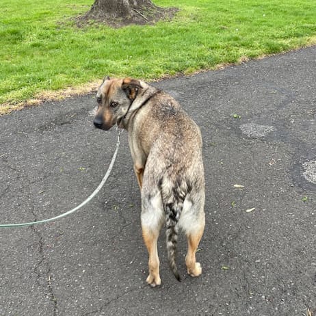 Featured Pet, Kit. Kit started using Complete+ Immune Support Powder and has regained her beautiful coat.