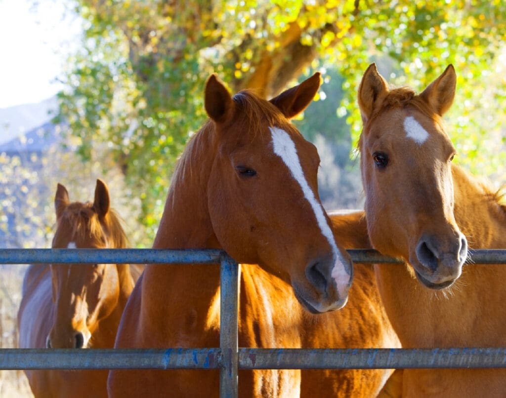 Ramaekers Nutrition. Equine Supplements.