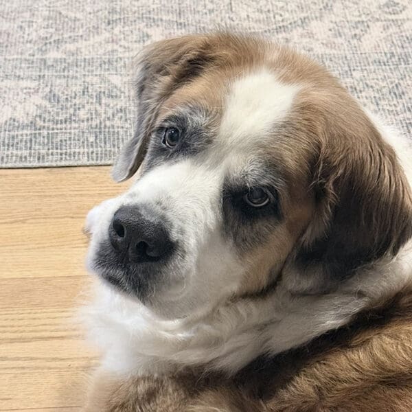 Featured Pet, Sansa