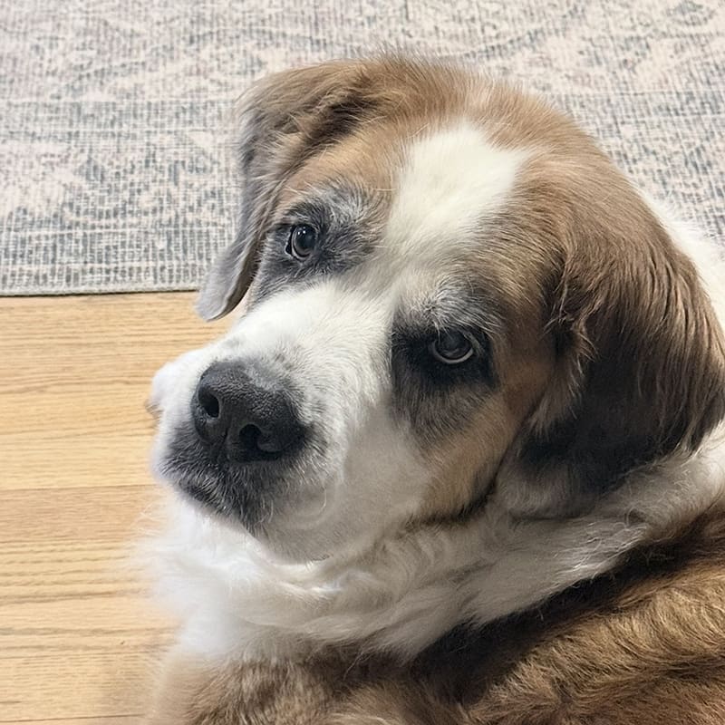 Featured Pet, Sansa