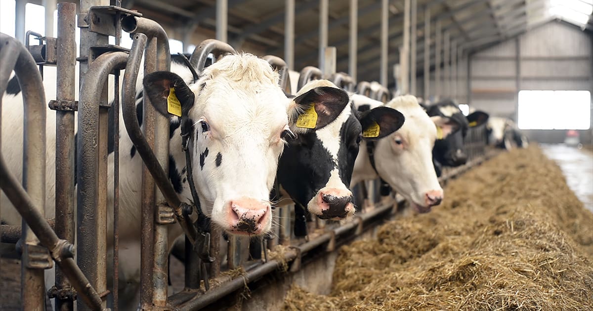 Adult Immune Primer Immune Support for Livestock. Featured Image.