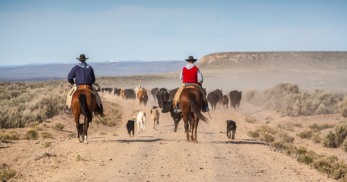 Beef Cattle Nutritional Supplements. Featured.