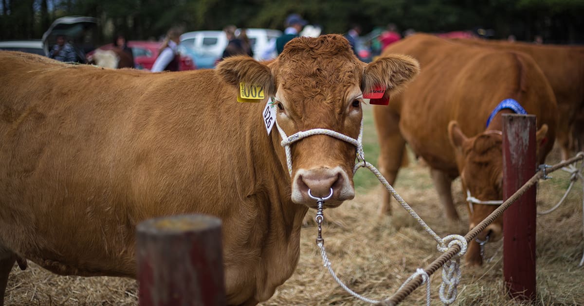 Cattle Breeding. Featured.