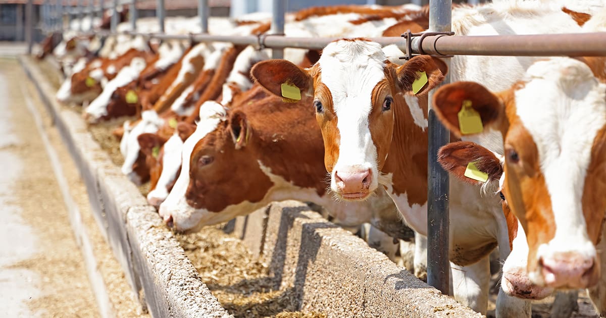 Dairy Cattle Nutritional Supplements. Feature.