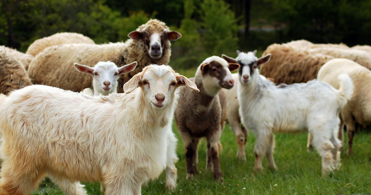 Goat and Sheep Health. Featured.