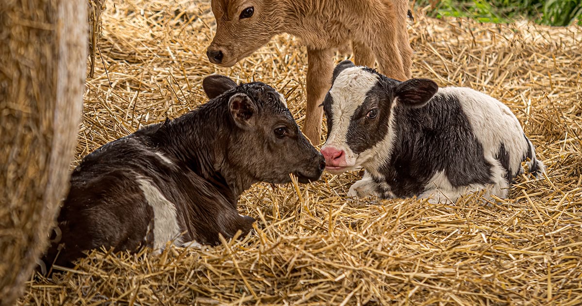 Newborn Cattle Heatlth. Featured.