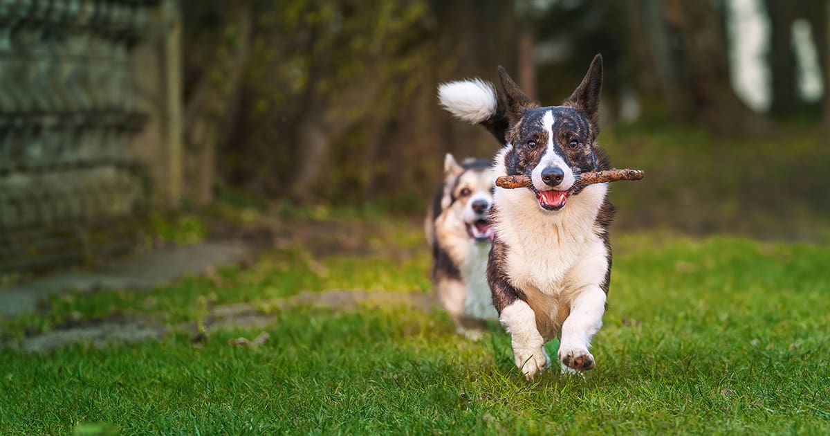 Nutritional Supplements Canine Health. Featured.