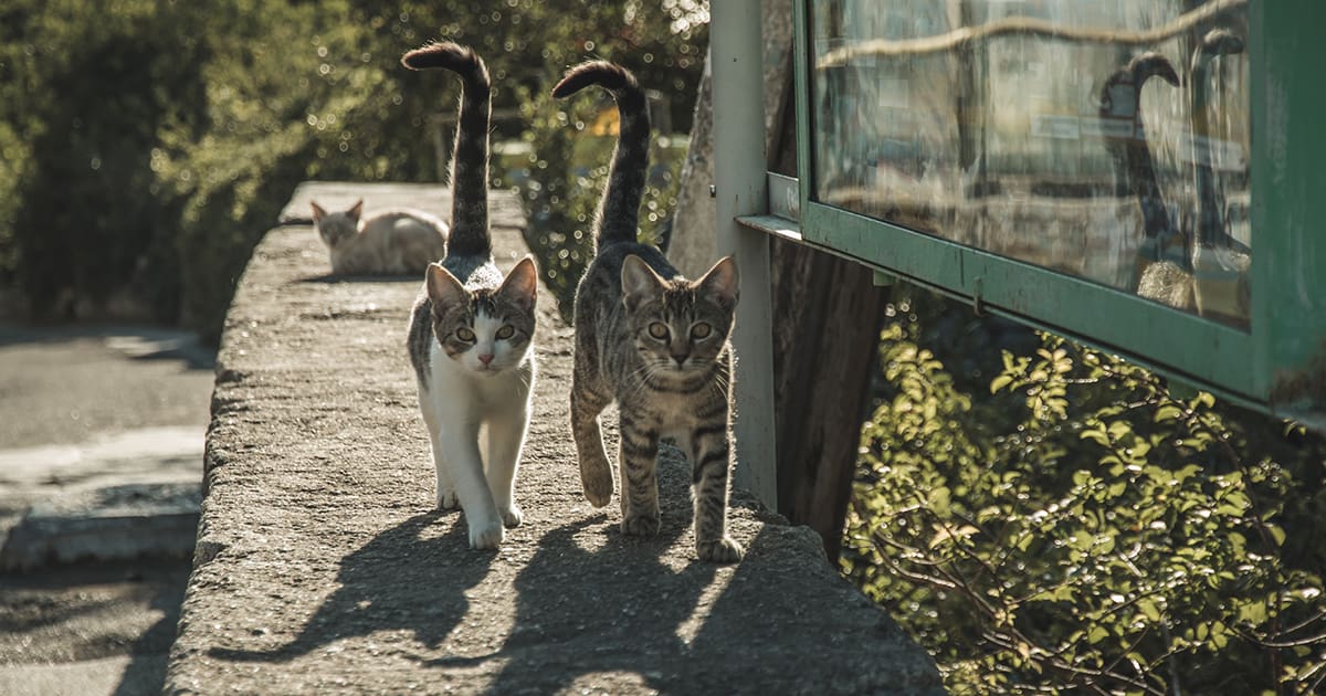Nutritional Supplements Feline Health. Featured.