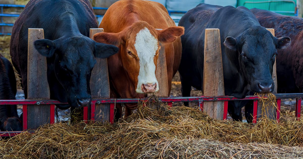 Veterinary Nutrition for Feedlots. Featured.