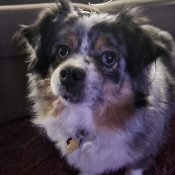 Featured Pet, Blueberry. A Miniature Australian Shepherd.