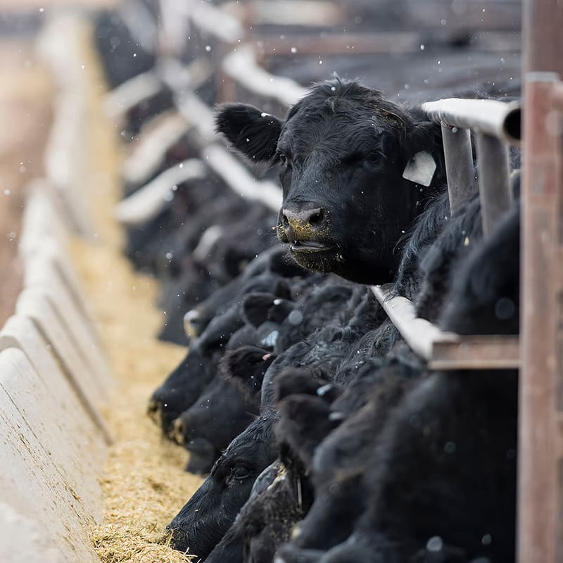 Beef Cattle Health Management.