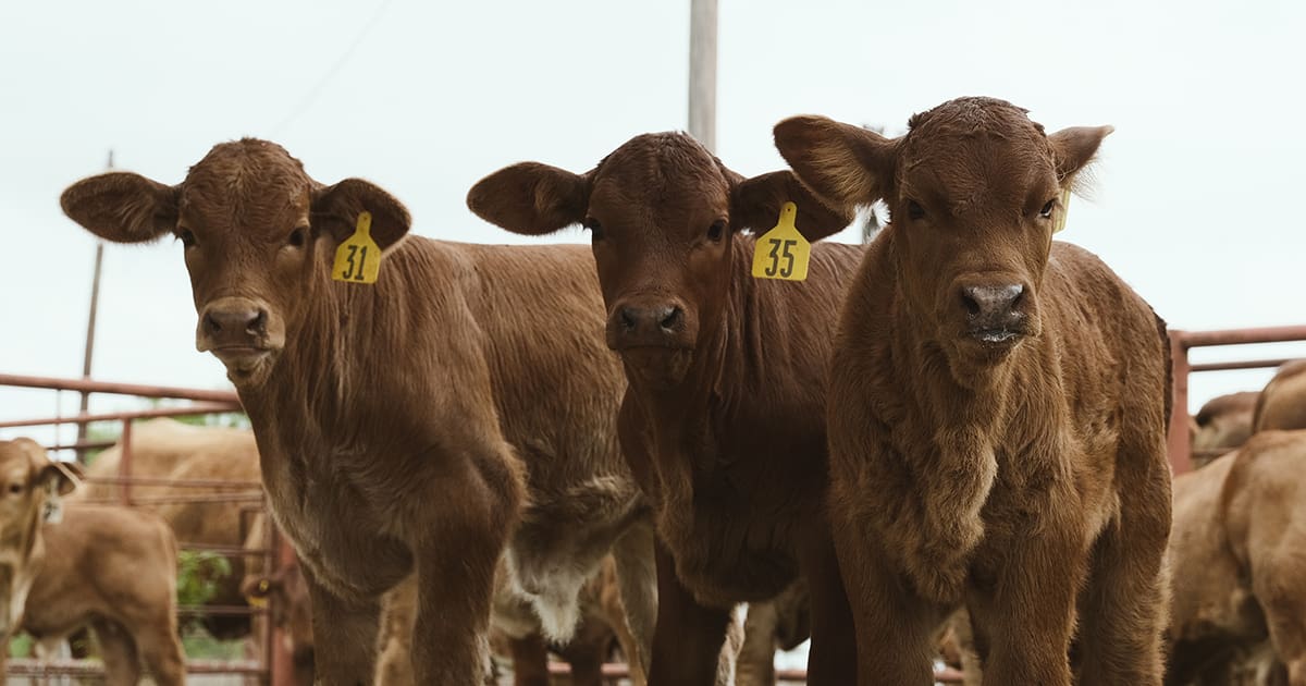 Bovine Nutrition.