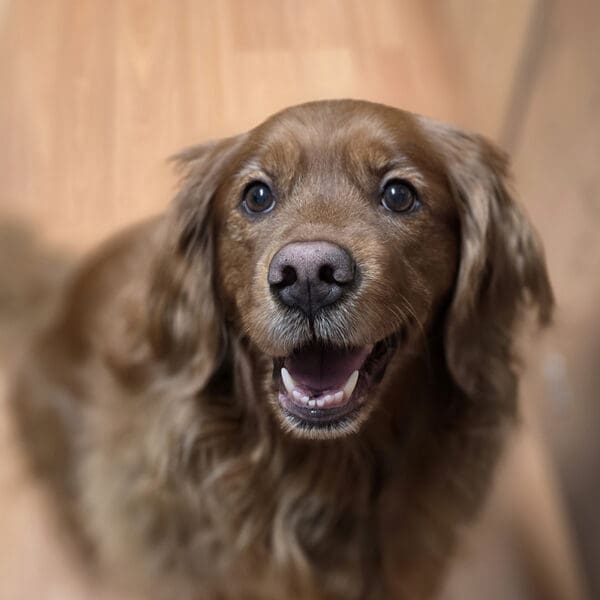 Golden Retriever, Ruby. She takes Vet Immune Professional Powder to fight her oral fibrosarcoma.