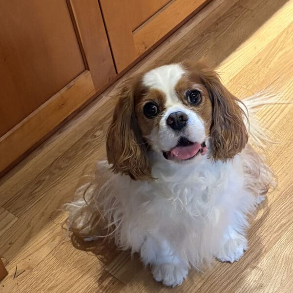 Miles is a Cavalier King Charles Spaniel receiving Vet Immune Professional Powder to combat his malignant adenocarcinoma.
