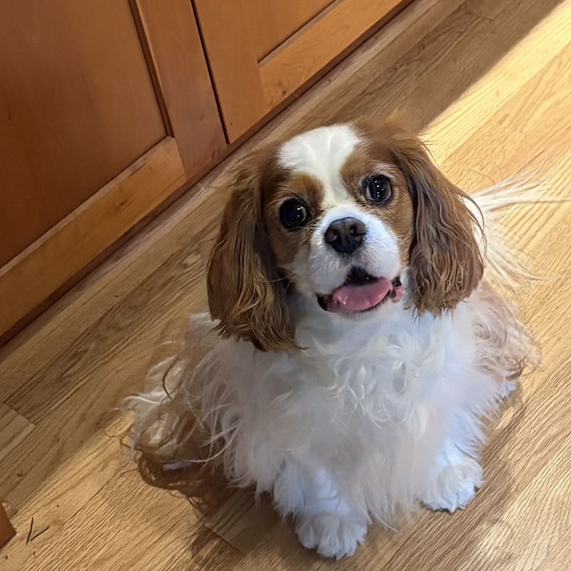 Miles is a Cavalier King Charles Spaniel receiving Vet Immune Professional Powder to combat his malignant adenocarcinoma.
