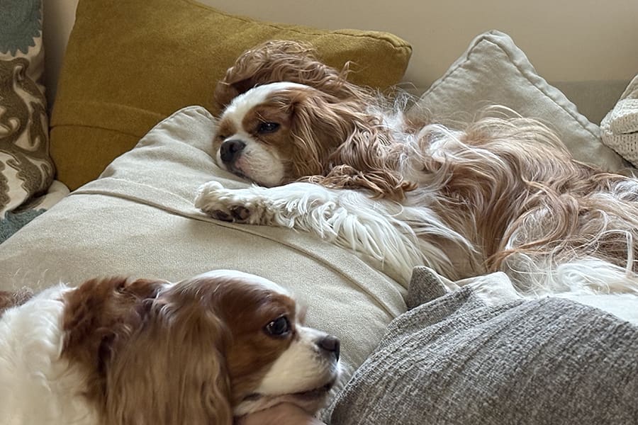 Miles is a Cavalier King Charles Spaniel receiving Vet Immune Professional Powder to combat his malignant adenocarcinoma. Holistic Treatment After Cancer Diagnosis. Natural Remedies for Canine Cancer.