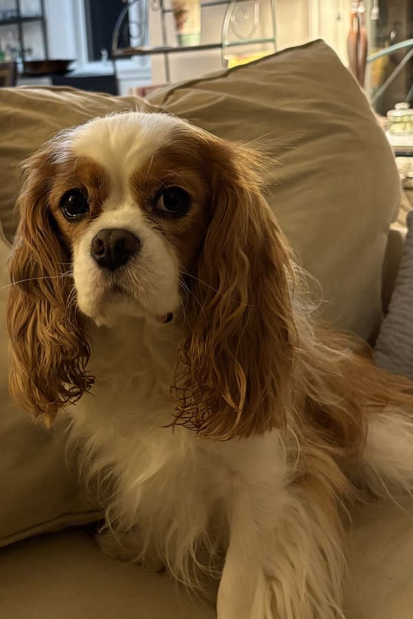 Miles is a Cavalier King Charles Spaniel receiving Vet Immune Professional Powder to combat his malignant adenocarcinoma. Holistic Treatment After Cancer Diagnosis. Natural Remedies for Canine Cancer.